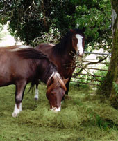 Penrhyddion Pella Ponies - Oliver & Tyler